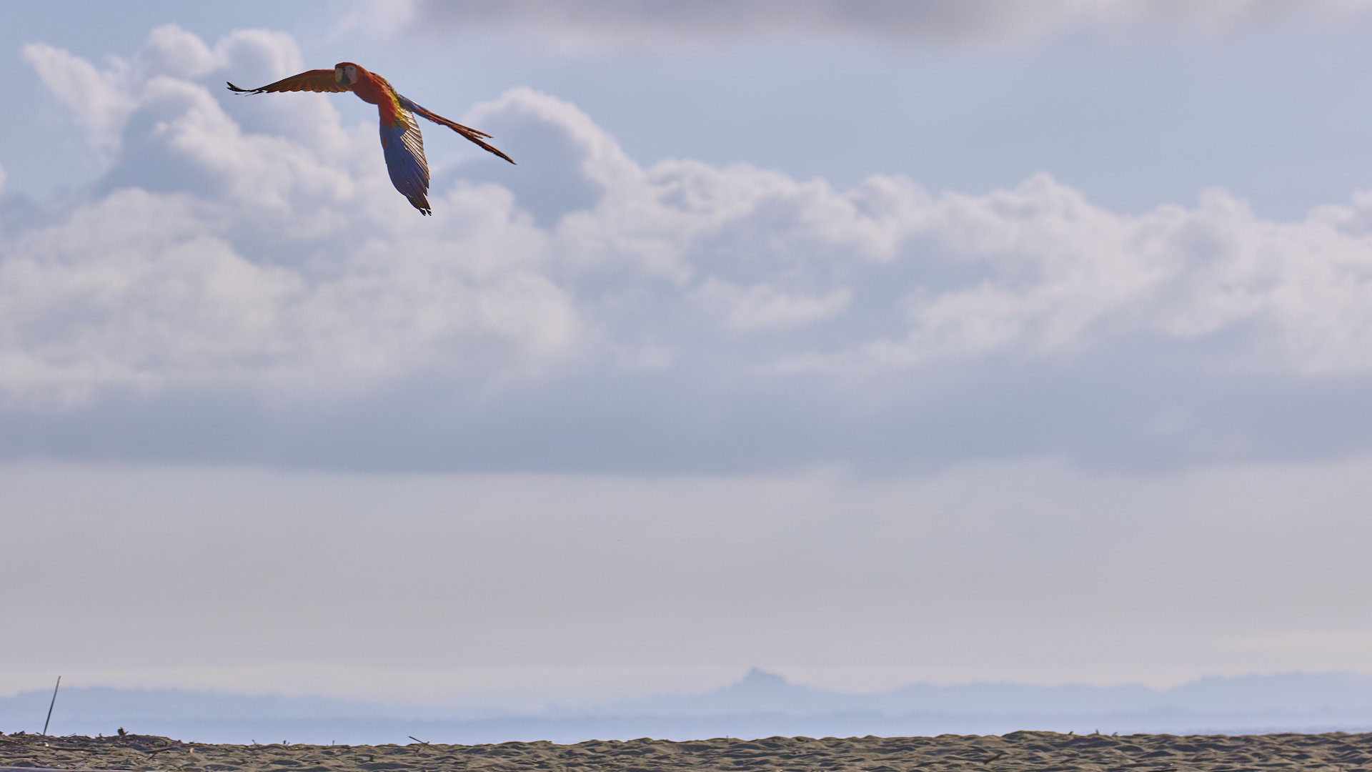 Scarlet macaw flying over beach - image 6